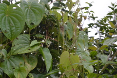 Dioscorea bulbifera
